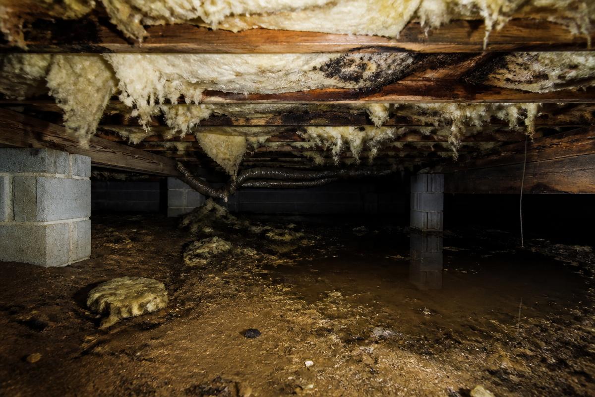 Damp crawl space with standing water, mold on joists, and sagging insulation before encapsulation